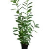 Kirschlorbeer 'Novita' -Haus Pflanzen Welt 7426000 WE FS 001 PrunusLaurocerasusNovitaKirschlorbeer2L