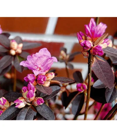 Rhododendron 'P. J. Mezitt' -Haus Pflanzen Welt 7426638 BildD 001 RhododendronPJMezittRhodPJMezitt