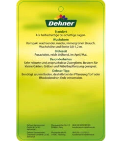 Rhododendron 'P. J. Mezitt' -Haus Pflanzen Welt 7426638 RhododendronPJMezitt Etikett 02