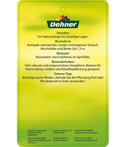 Rhododendron 'P. J. Mezitt' -Haus Pflanzen Welt 7426638 RhododendronPJMezitt Etikett 02