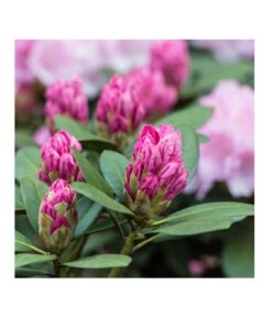 Rhododendron, 10 L 7 Rhododendron, 10 L -Haus Pflanzen Welt 7431885 PR DE 017 RhododendronRosaLuckner