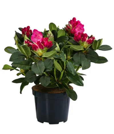Rhododendron, 10 L