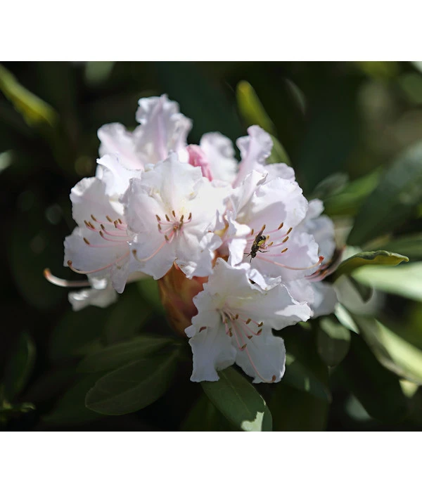 Rhododendron, 5 L 5 Rhododendron, 5 L – Bild 3