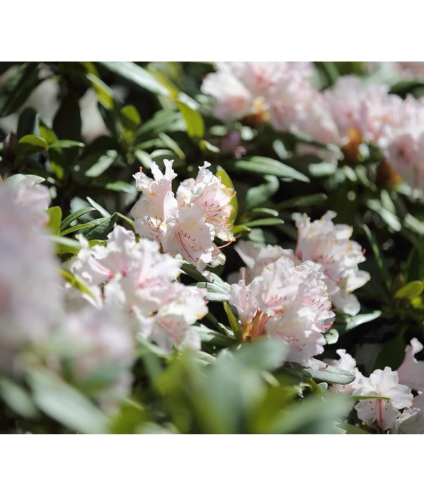 Rhododendron, 5 L 4 Rhododendron, 5 L – Bild 2