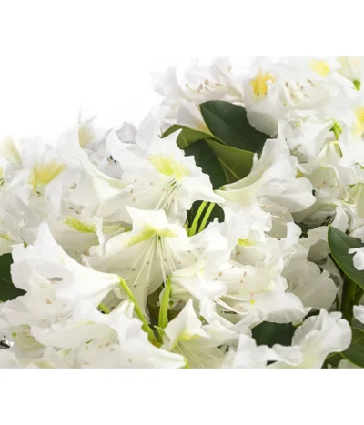 Rhododendron, 5 L -Haus Pflanzen Welt 7441165 WE DE 001 RhododendronWeiss5L
