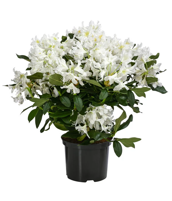 Rhododendron, 5 L 3 Rhododendron, 5 L