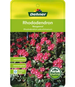 Rhododendron 'Morgenrot' -Haus Pflanzen Welt 7447329 RhododendronMorgenrot Etikett 1