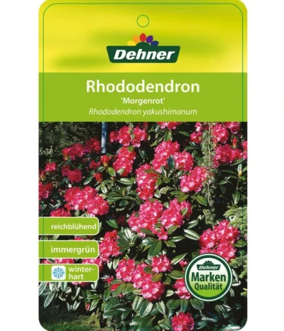 Rhododendron 'Morgenrot' -Haus Pflanzen Welt 7447329 RhododendronMorgenrot Etikett 1