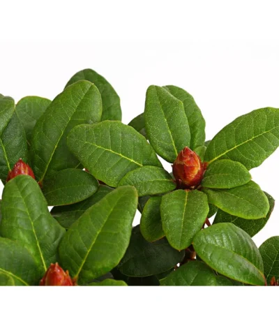 Zwerg-Rhododendron -Haus Pflanzen Welt 7451198 WE DE 001 ZwergrhododendronInRotenSorten11CDehnerExpressHerzig