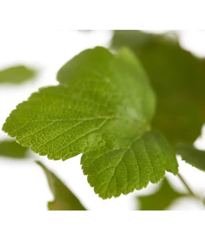 Blut-Johannisbeere 'King Edward VII' 9 Blut-Johannisbeere 'King Edward VII' -Haus Pflanzen Welt 7453749 WE DE 001 RibesSanguineumKingEdwardVIIJohannisbeere3LDehnerExpressZS