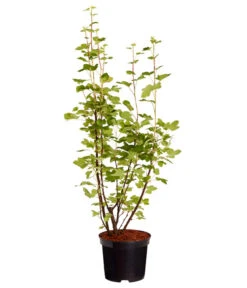 Blut-Johannisbeere 'King Edward VII' -Haus Pflanzen Welt 7453749 WE FS 001 RibesSanguineumKingEdwardVIIJohannisbeere3LDehnerExpressZS