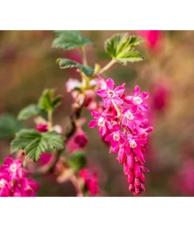 Blut-Johannisbeere 'King Edward VII'