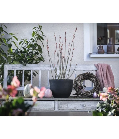 Rotkätzchenweide, Busch -Haus Pflanzen Welt 7461817 WE MO 001 SalixHHaengekaetzchenRotkaetzchenBusch3LDehnerExpressHerzig