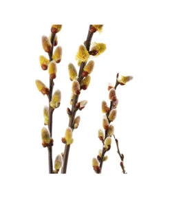 Kätzchen-Weide -Haus Pflanzen Welt 7463276 BildD 001 KaetzchenWeideSalixCapreaMas