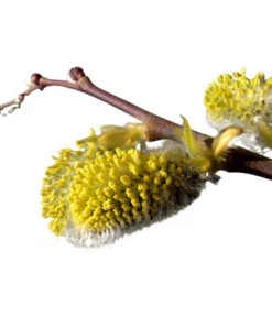 Kätzchen-Weide - Nordische Bäumchen-Weide -Haus Pflanzen Welt 7464571 BildD 001 KaetzchenWeideNordischeBaeumchenWeideSalixArbusculaSt