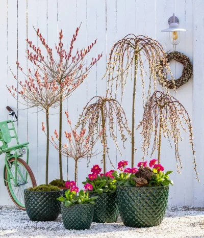 Hängekätzchenweide 'Kilmarnock' -Haus Pflanzen Welt 7464738 8816498 6705461 WE MO 001 KaetzchenweideStaengelprimelTopfElite 1