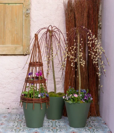 Hängekätzchenweide 'Kilmarnock' -Haus Pflanzen Welt 7464761 7464787 WE MO 001 Haengekaetzchenweide