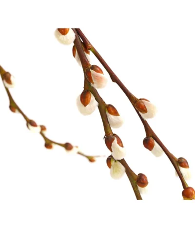 Hängekätzchenweide 'Kilmarnock' -Haus Pflanzen Welt 7464761 WE DE 001 SalixHaengekaetzchenweideKilmarnockStamm2LDehnerExpressHerzig