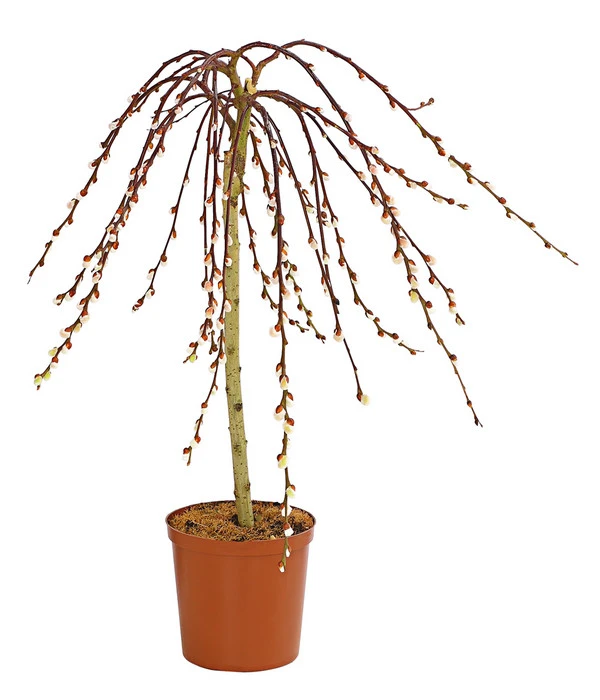 Hängekätzchenweide 'Kilmarnock' 3 Hängekätzchenweide 'Kilmarnock'