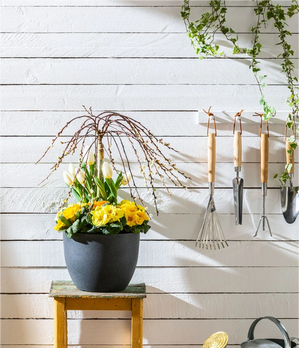 Hängekätzchenweide 'Kilmarnock' 4 Hängekätzchenweide 'Kilmarnock' – Bild 2