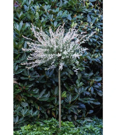 Harlekin-Weide 'Hakuro-Nishiki' -Haus Pflanzen Welt 7464969 PR MO 001 SalixIntegraHakuroNishiki