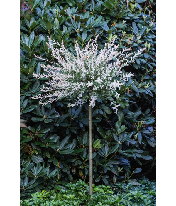 Harlekin-Weide 'Hakuro-Nishiki' 5 Harlekin-Weide 'Hakuro-Nishiki' – Bild 3