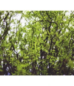 Lockenweide 'Erythroflexuosa' -Haus Pflanzen Welt 7466923 WE DE 002 SalixLockenweidePixabay