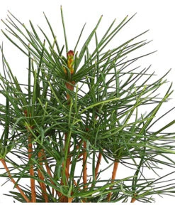 Japanische Schirmtanne 9 Japanische Schirmtanne -Haus Pflanzen Welt 7469760 PR DE 001 SciadopitysVerticillataDehnerExpressHerzig