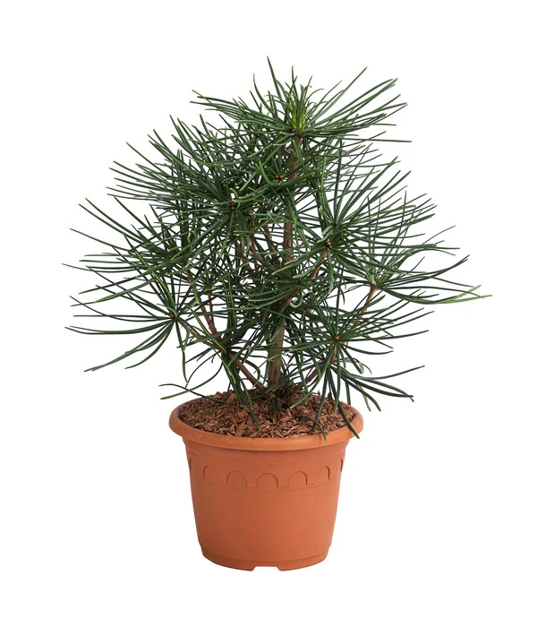 Japanische Schirmtanne