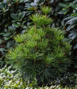 Japanische Schirmtanne 8 Japanische Schirmtanne -Haus Pflanzen Welt 7469760 WE MO 001 SciadopitysVerticiliata