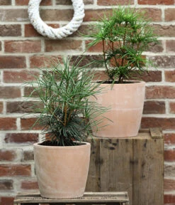 Haus Pflanzen Welt -Haus Pflanzen Welt 7469760 WE MO 002 SchirmtanneSciadopitysVerticillata