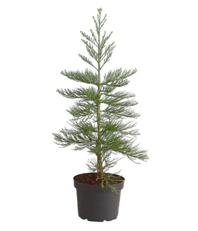 Bergmammutbaum - Wellingtonie 'Glaucum'