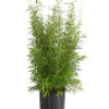 Gartenbambus 'Brillant'