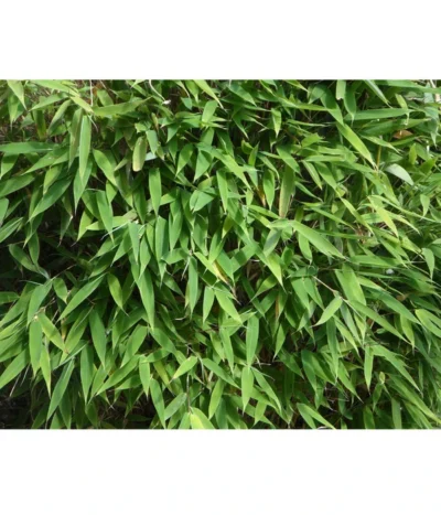 Schirmbambus 'Jumbo' -Haus Pflanzen Welt 7471675 PR DE 001SchirmbambusJumboLoewenbaumpixabay