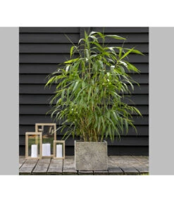 Schirmbambus 'Jumbo' 9 Schirmbambus 'Jumbo' -Haus Pflanzen Welt 7471675 PR MO 001 BambusSinMurJumbo2L