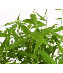 Schirmbambus 'Jumbo' 10 Schirmbambus 'Jumbo' -Haus Pflanzen Welt 7471816 WE DE 001 SinarundinariaNitidaBambus1LDehnerExpressHerzig