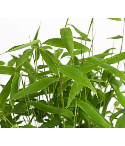 Schirmbambus 'Jumbo' -Haus Pflanzen Welt 7471816 WE DE 001 SinarundinariaNitidaBambus1LDehnerExpressHerzig