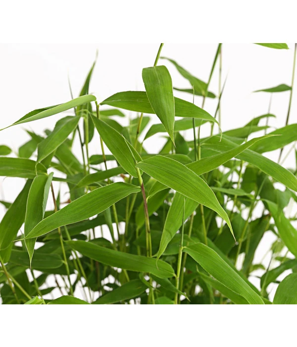 Schirmbambus 'Jumbo' 6 Schirmbambus 'Jumbo' – Bild 4