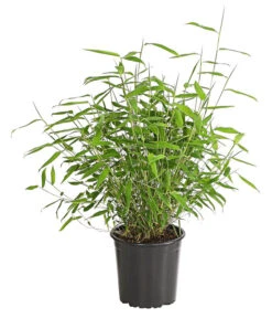 Schirmbambus 'Jumbo'