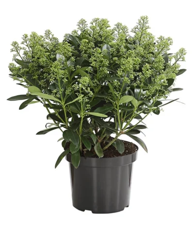 Blütenskimmie 'White Lady' -Haus Pflanzen Welt 7472293 WE FS 001 SkimmiaSkimmieJaponicaWhiteLady10LDehnerExpressHerzig