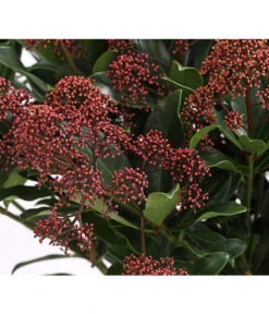 Blütenskimmie 'Rubesta Optima' -Haus Pflanzen Welt 7472301 WE DE 001 SkimmiaSkimmieJaponicaRubestaOptima10LDehnerExpressHerzig