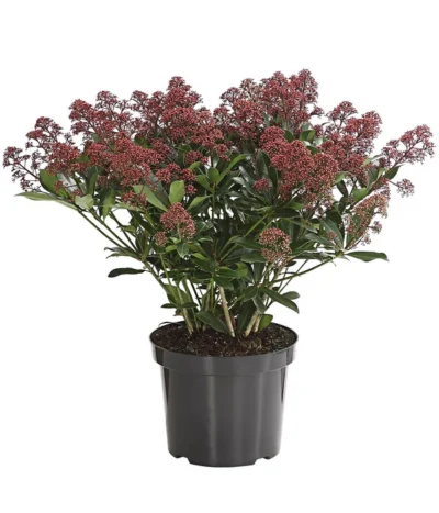 Blütenskimmie 'Rubesta Optima'