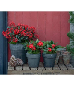 Japanische Frucht-Skimmie 'Temptation' -Haus Pflanzen Welt 7472459 WE MO 001 SkimmieJapanischeFrucht