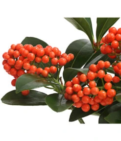 Japanische Frucht-Skimmie 'Temptation' -Haus Pflanzen Welt 7472467 WE DE 001 SkimmiaSkimmieJaponicaTemptation18CDehnerExpressHerzig