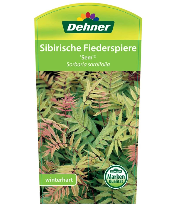 Fiederspiere 'Sem' 4 Fiederspiere 'Sem' – Bild 2