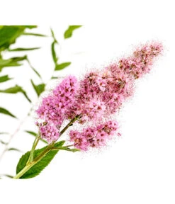 Kolbenspiere 'Triumphans' -Haus Pflanzen Welt 7483472 WE DE 001 SpiraeaTriumphansKolbenspiere5LDehnerExpressHerzig