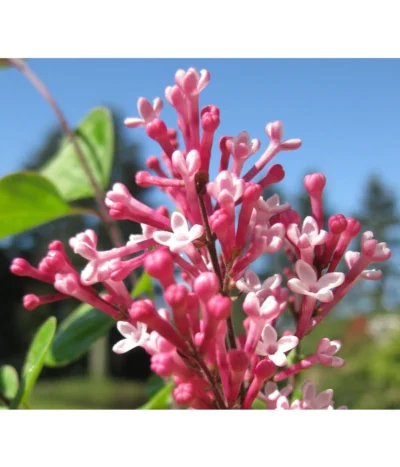 Zwerg-Duftflieder 'Tinkerbelle' 13 Zwerg-Duftflieder 'Tinkerbelle' -Haus Pflanzen Welt 7489156 BildD 001 ZwergDuftfliederTinkerbelleSyrTinkerbelle