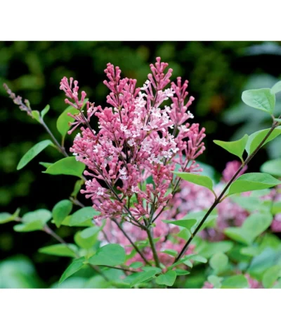 Zwerg-Duftflieder 'Tinkerbelle'