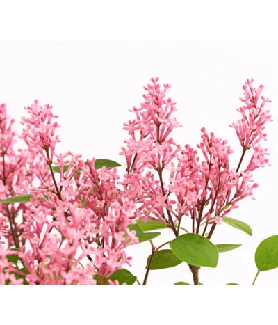 Zwerg-Duftflieder 'Tinkerbelle' 10 Zwerg-Duftflieder 'Tinkerbelle' -Haus Pflanzen Welt 7489156 WE DE 003 SyringaFliederTinkerbelle3LDehnerExpressHerzig