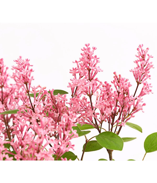 Zwerg-Duftflieder 'Tinkerbelle' 5 Zwerg-Duftflieder 'Tinkerbelle' – Bild 3